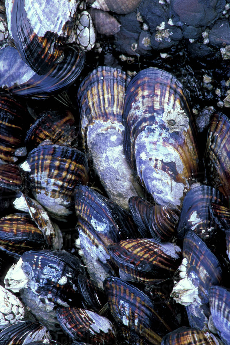 USA, Washington State, Salt Creek State Park, Tongue Point. California