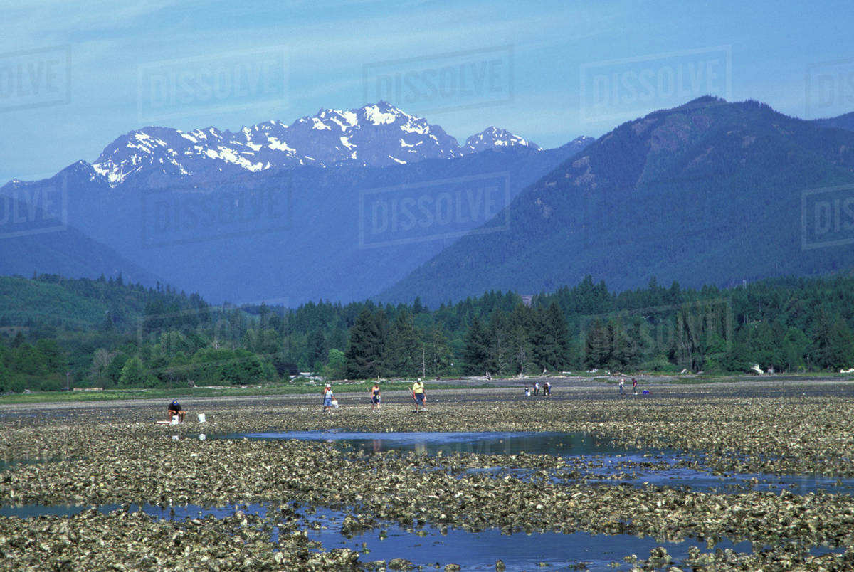USA, Washington, Brinnon, Dosewallips State Park. harvesting oysters