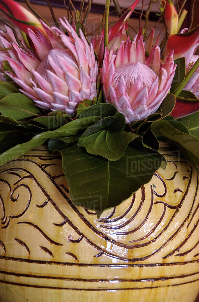 Africa, South Africa, KwaZulu Natal, Durban, Umhlanga Rocks, tropical