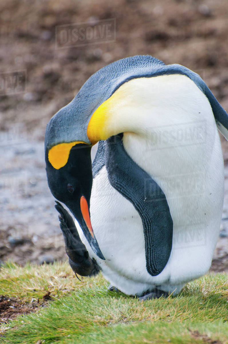 South Salisbury Plain. King penguin (Aptenodytes patagonicus