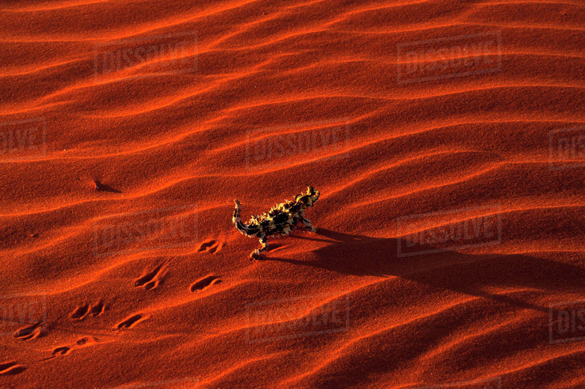 Australia, Central desert. Thorny Devil (Moloch horridus) - Stock Photo