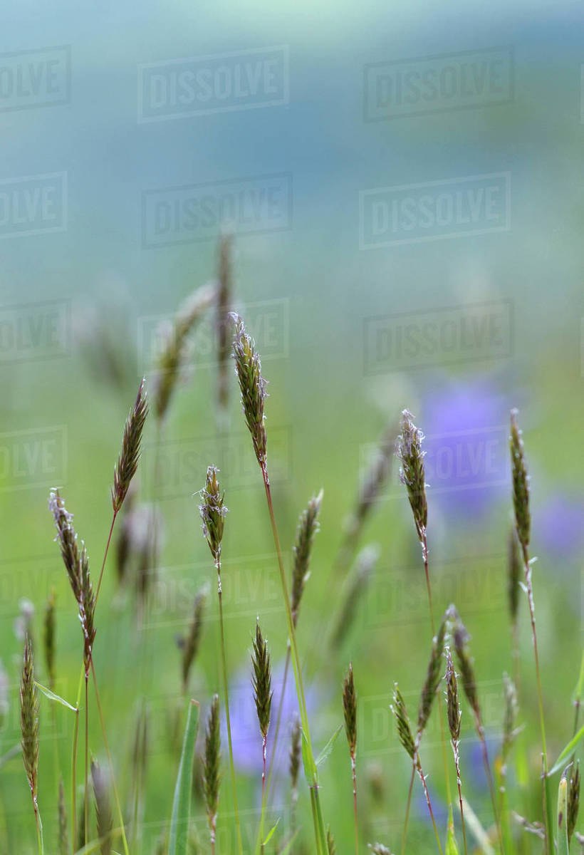 Canada, British Columbia, Vancouver Island. Meadow grasses Stock