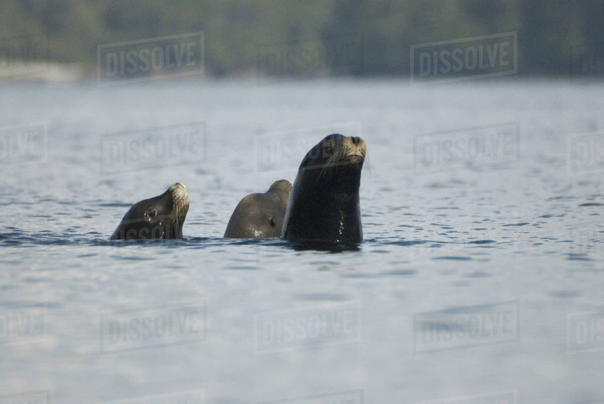 Sea Lions Cavorting Near Batley Island, Broken Island Group, Pacific