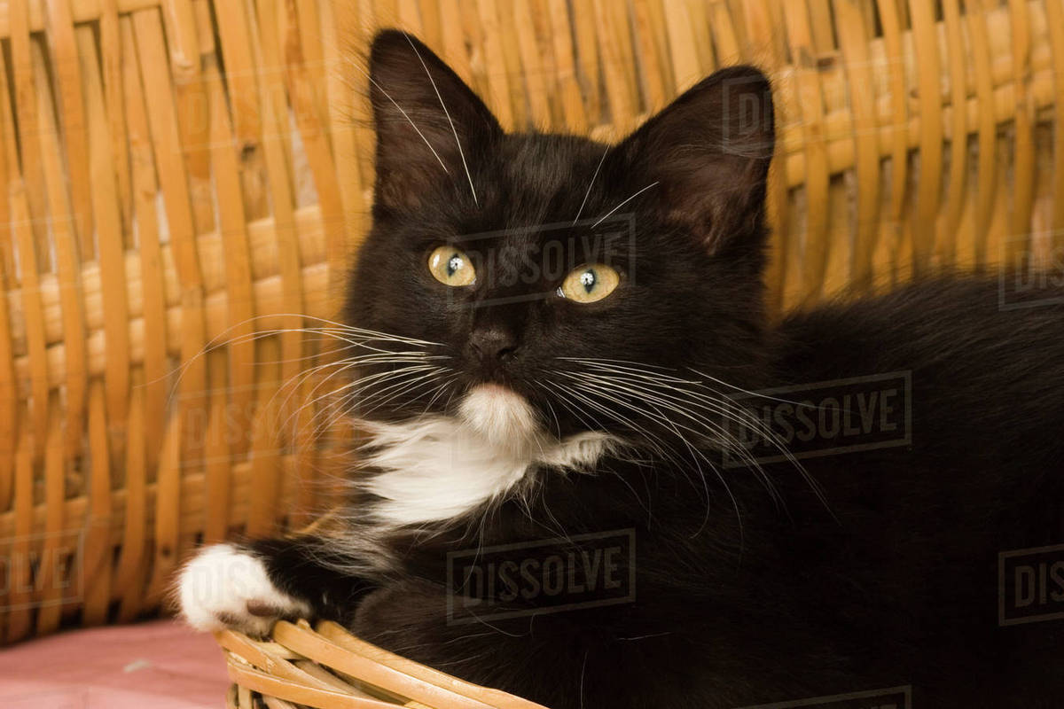 Black & white short-haired kitten on hamper lid, 2 1/2 months old. Royalty-free stock photo