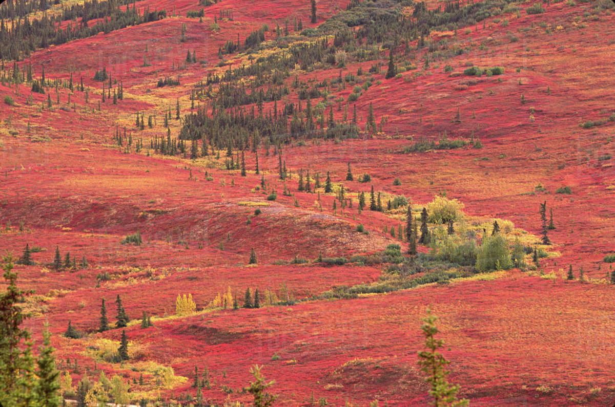 The tundra of Denali National Park in the late summer turns bright red