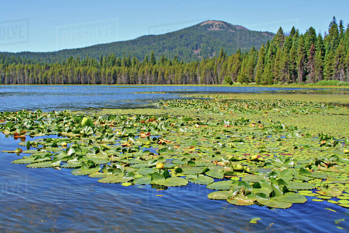 Ecological succession aquatic plants to pine trees Lake of the Woods, Oregon Stock Photo