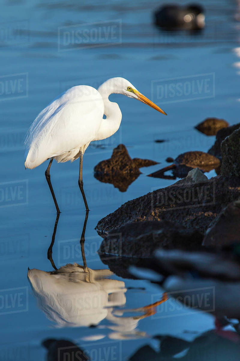 Lake Murray. San Diego, California. A Great Egret prowling the shoreline for a morning catch. Royalty-free stock photo