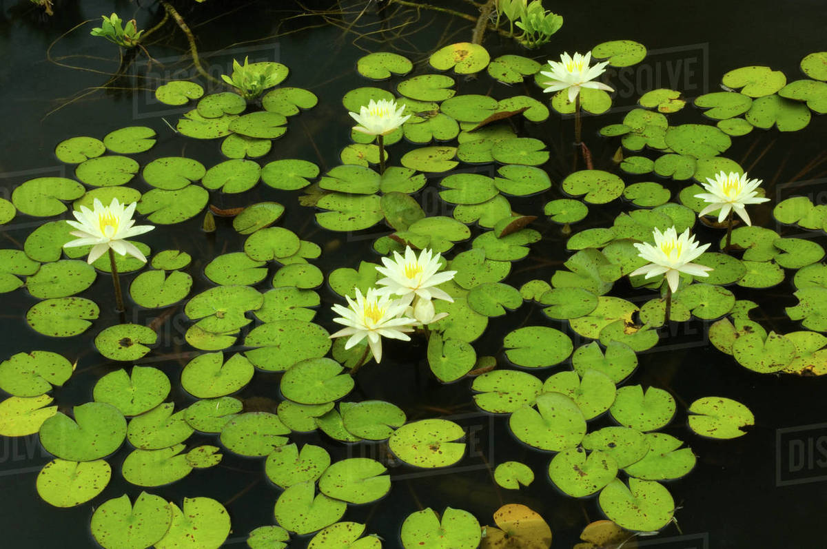 United States, DC, Washington, Kenilworth Aquatic Gardens, Group of white hardy water lilies