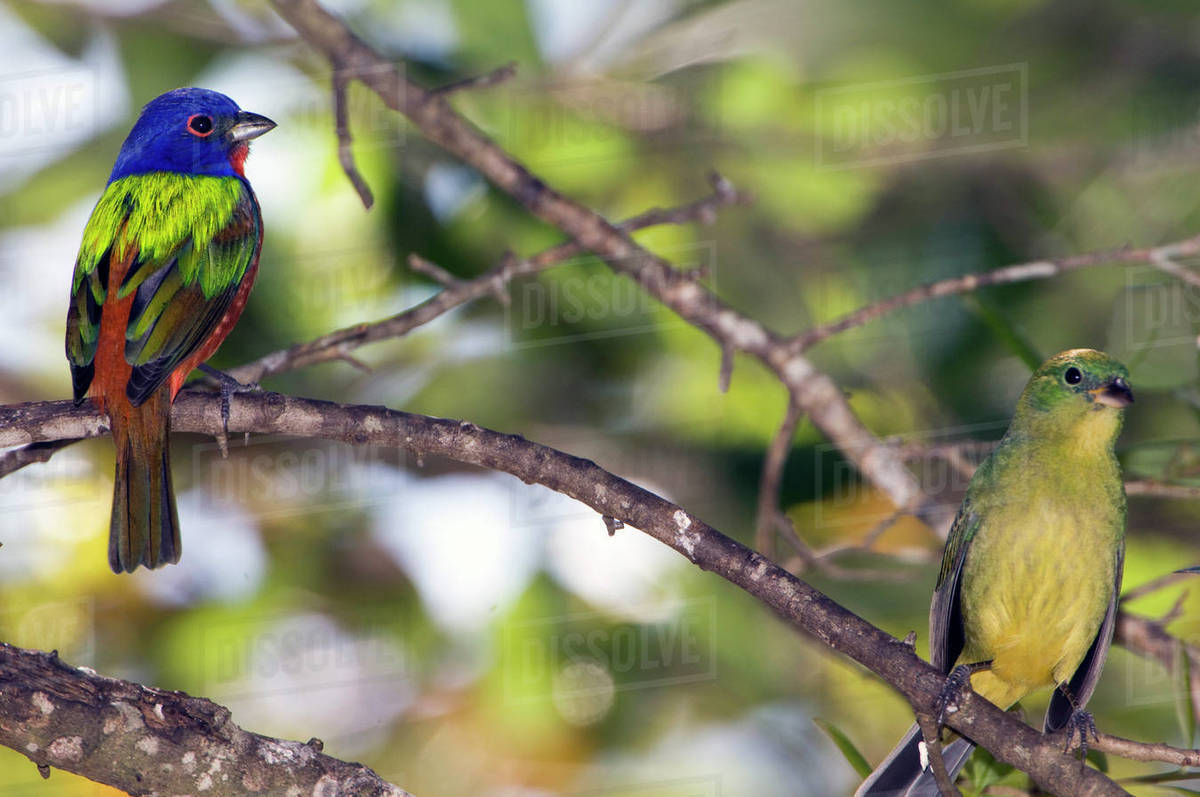 Mating Pair of Painted Buntings Stock Photo Dissolve