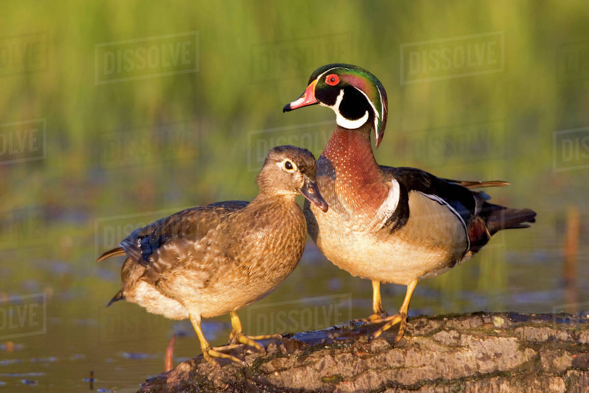 Wood Ducks (Aix sponsa) male and female on log in wetland, Marion