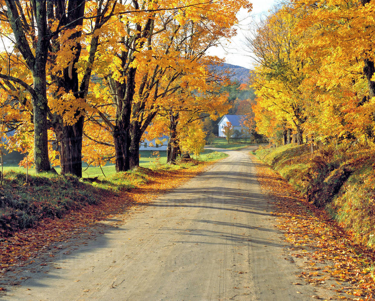 USA, Vermont, Ryegate Corner. A treelined road leads into Ryegate