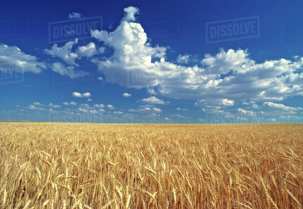 USA, Washington State, Colfax. Ripe wheat fields stretch to the horizon