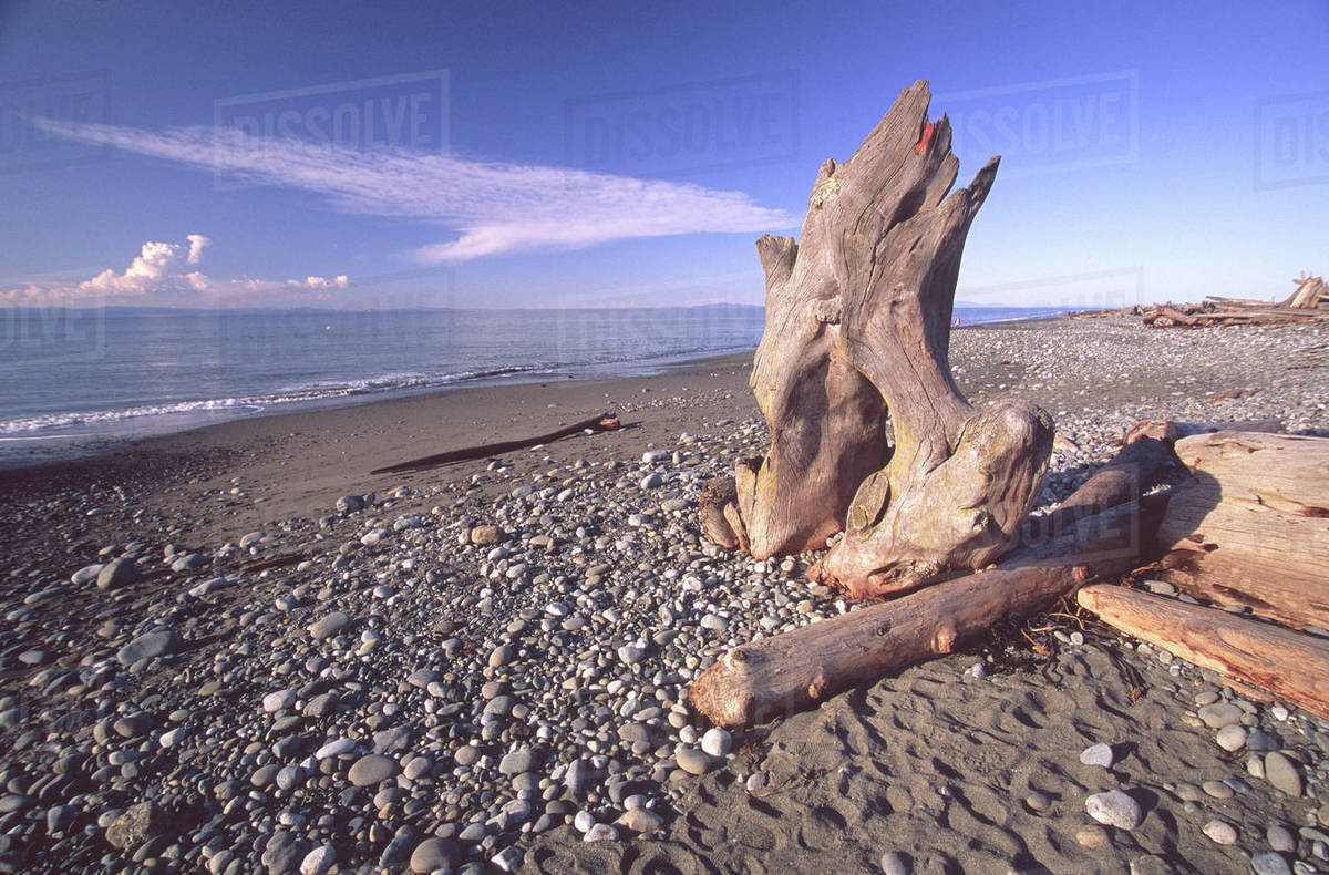 Driftwood and Blue Skies on the Dungeness Spit, Dungeness National Wildlife  Refuge, Sequim, Washington, US - Royalty-free Stock Photo | Dissolve