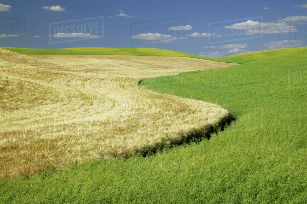 NA USA Washington State Colfax S Pattern Thru Crop Line Cut Mid