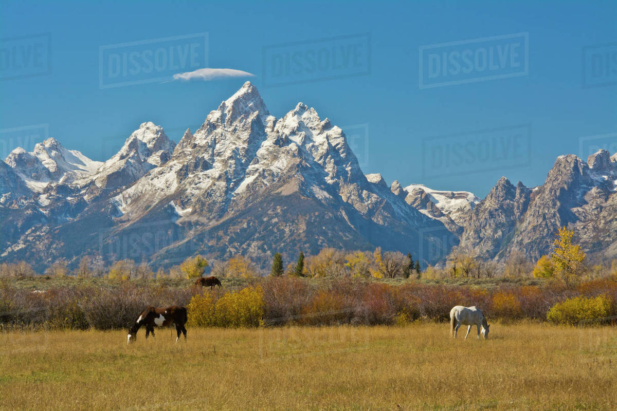 Horses, Moose Head Ranch, autumn, Grand Tetons, Grand Teton National ...
