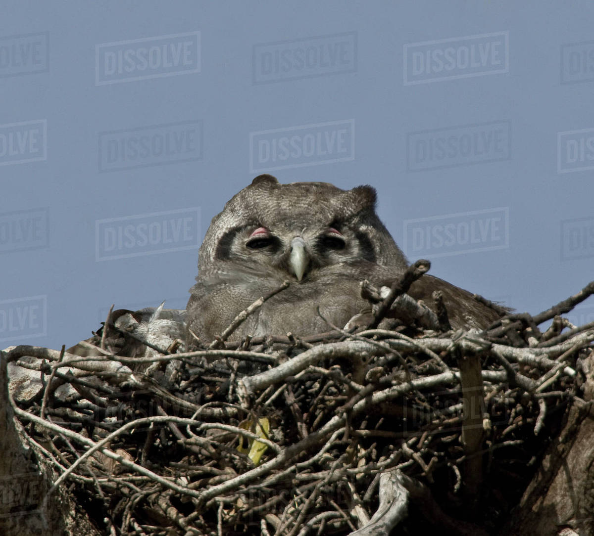 kenya varreux eagle owl in nest stock photo dissolve