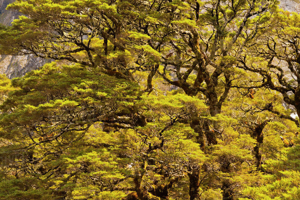 New Zealand South Island Fiordland National Park Silver Beech New Zealand South Island Fiordland National Park Silver Beech Trees