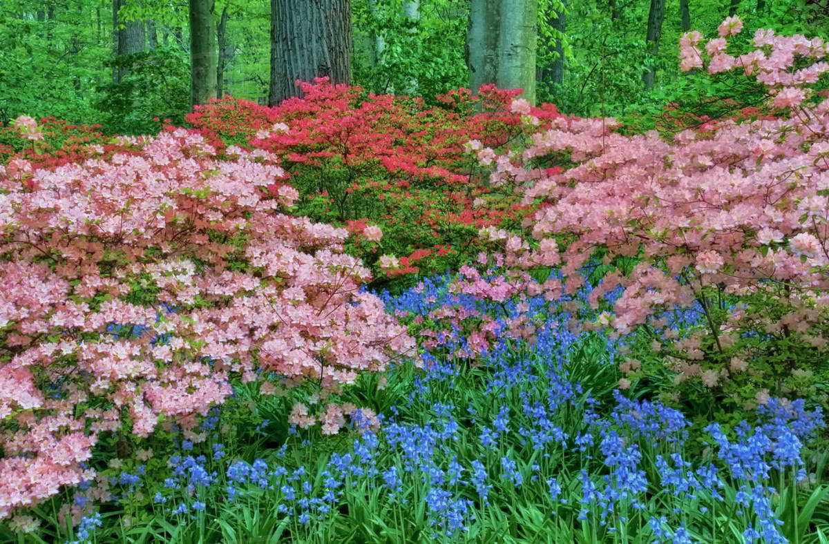 USA, Delaware, Winterthur Gardens. Blooming azalea and bluebell flowers