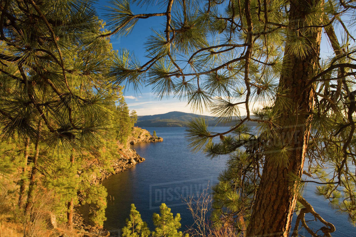 Ponderosa Pine Trees frrame Lake Coeur d Alene from Tubbs Hill in Idaho