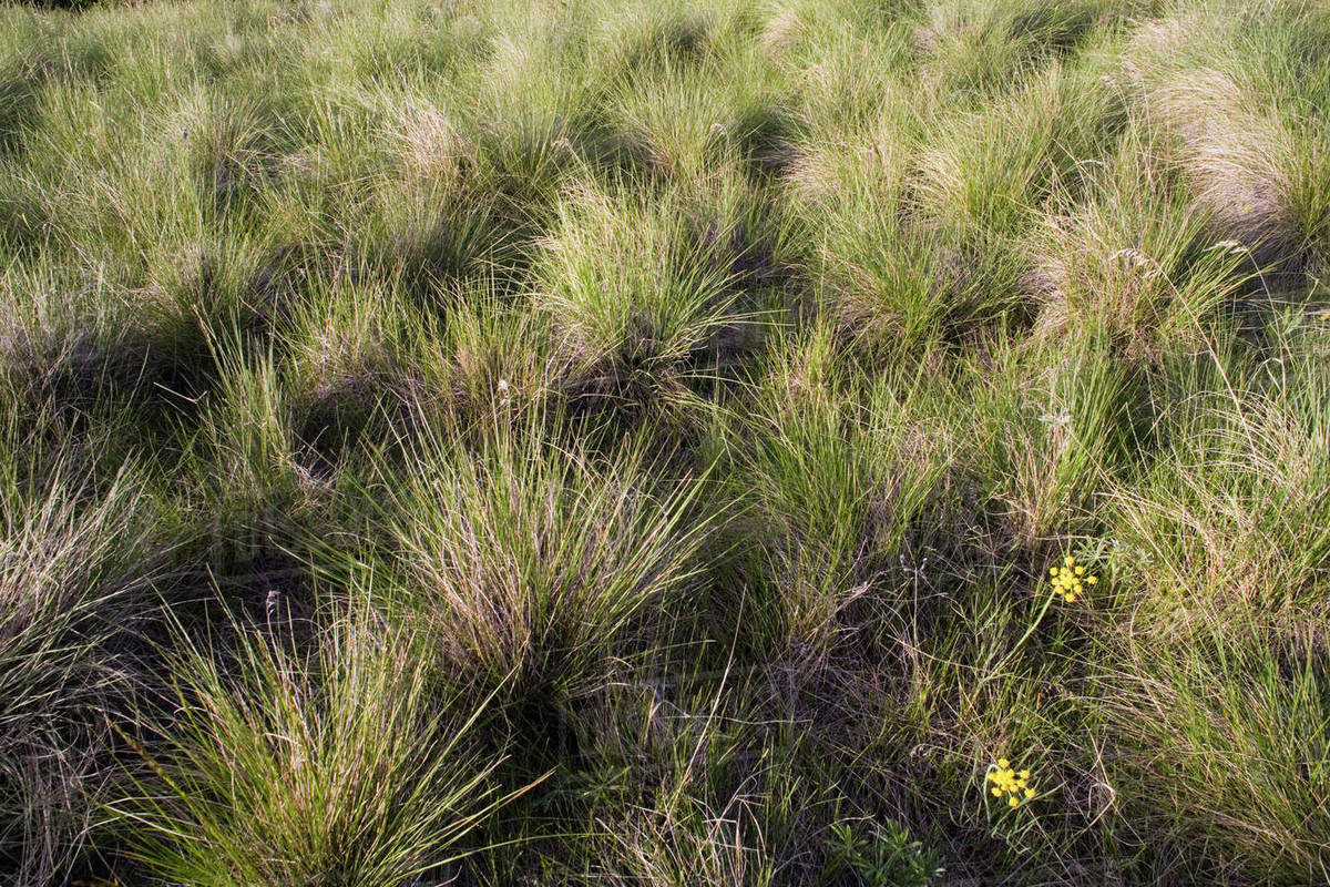 Bluebunch wheatgrass in the spring in the palouse prairie grasslands