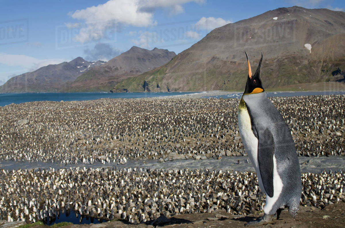 Antarctica, South Georgia Island (UK), King Penguins (Aptenodytes ...