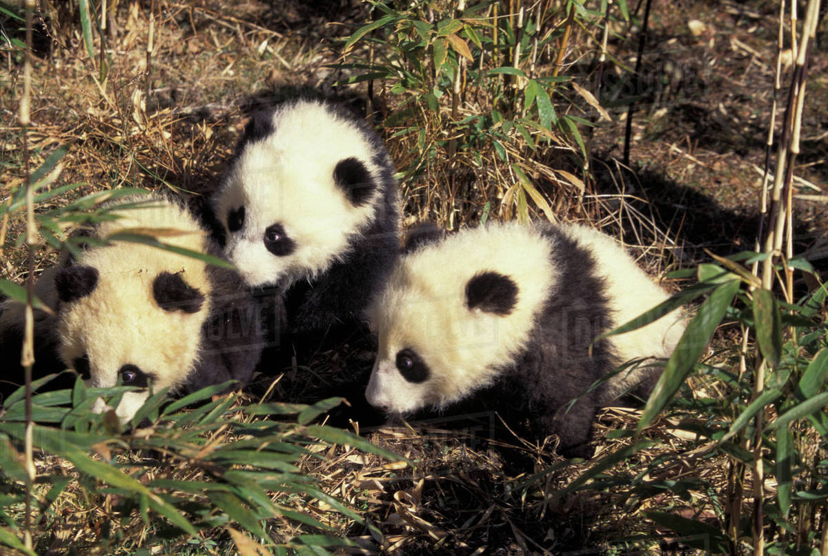 Three baby pandas playing the bamboo bush, Wolong, Sichuan Province