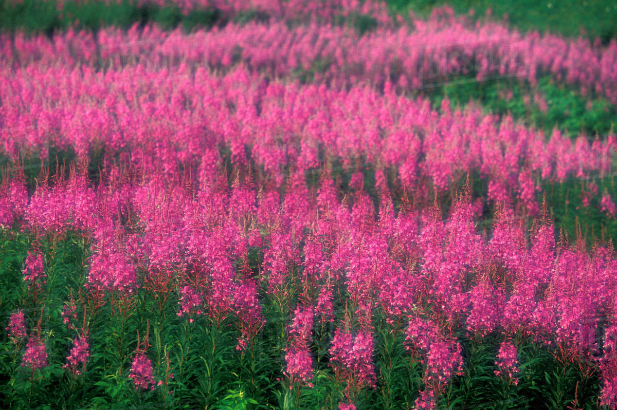 Canada, Quebec, Gaspe. Purple Lythrum Flowers, Cap Bon Ami, Forillon