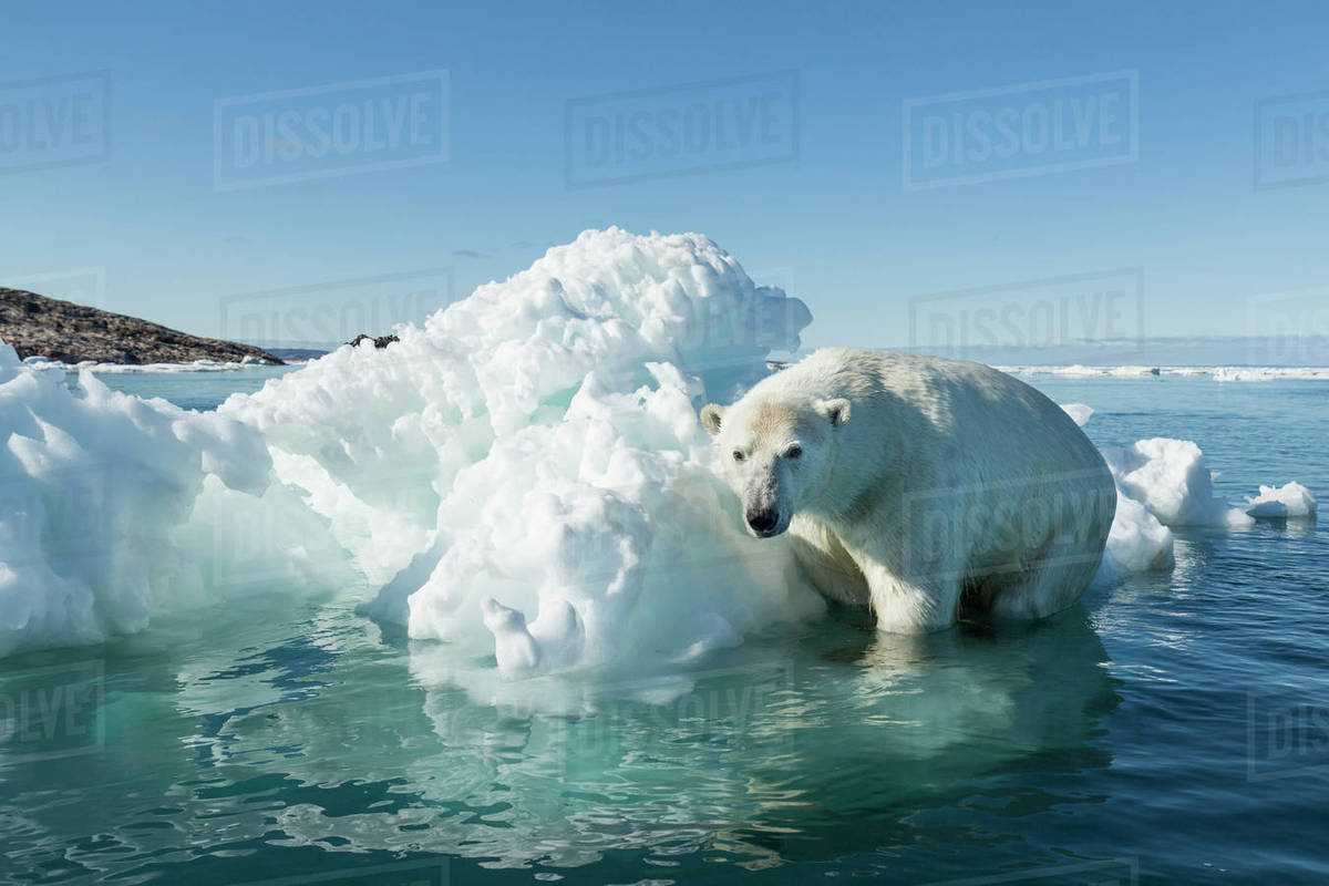 Canada, Nunavut Territory, Polar Bear (Ursus maritimus) climbing onto
