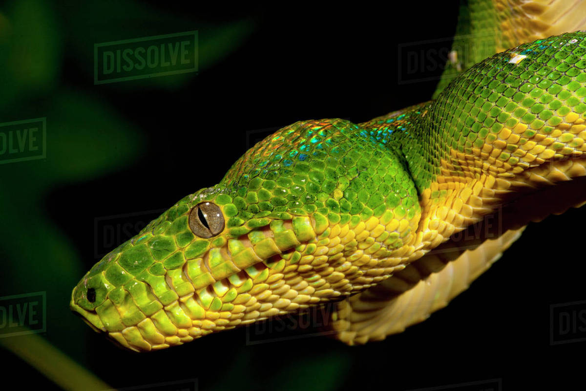 Emerald Tree Boa, Corallus caninus, Native to Northern South America