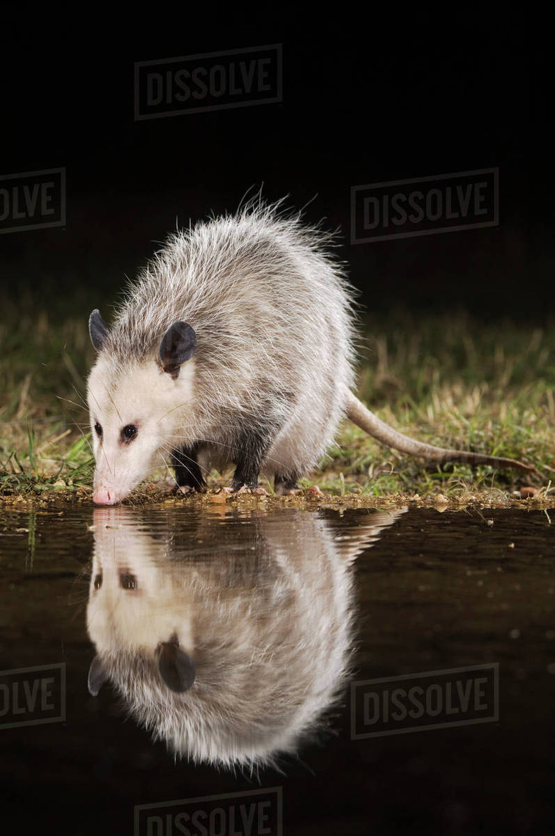 Virginia Opossum, Didelphis virginiana, adult at night drinking, Uvalde
