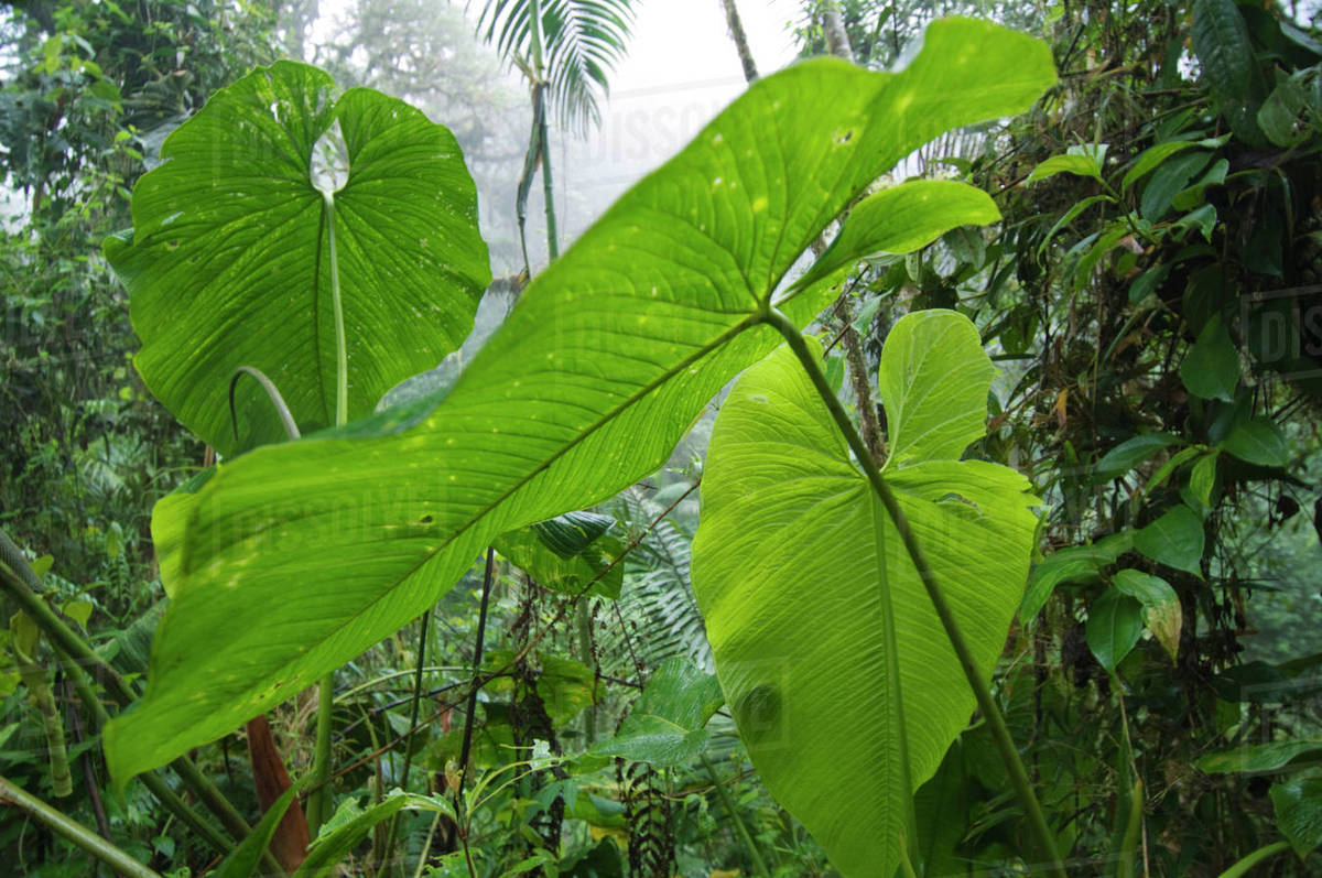 Large leaves in the rainforest, Bella Vista Birding Lodge, Tandayapa