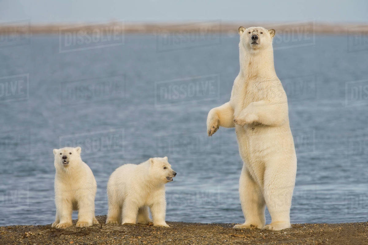 A pair of young polar bear cubs look around the beach on the Beaufort