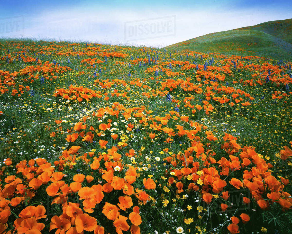 Tehachapi Wildflowers Best Flower Site