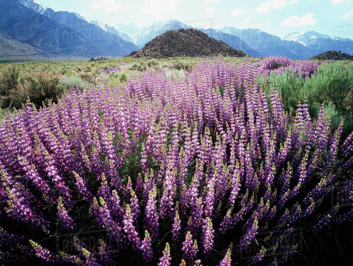 California Sierra Nevada Mountains Silver Bush Lupine Lupinus Albifrons In The Alabama Hills Below Mt Whitney Stock Photo