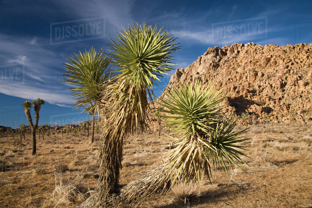 USA, California, Joshua Tree National Park. Joshua Tree, yucca