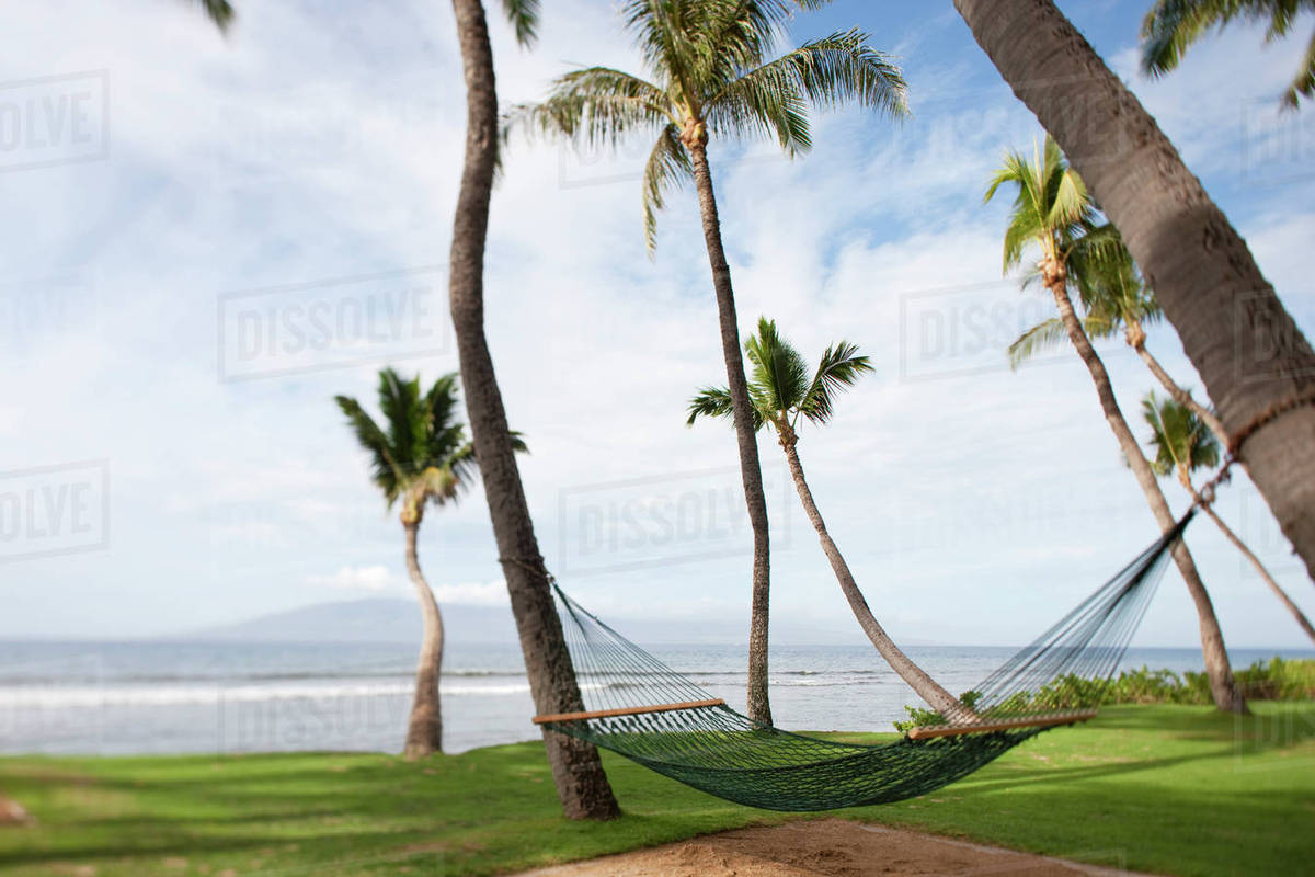 hammock under tropical hawaiian palm trees maui hawaii stock