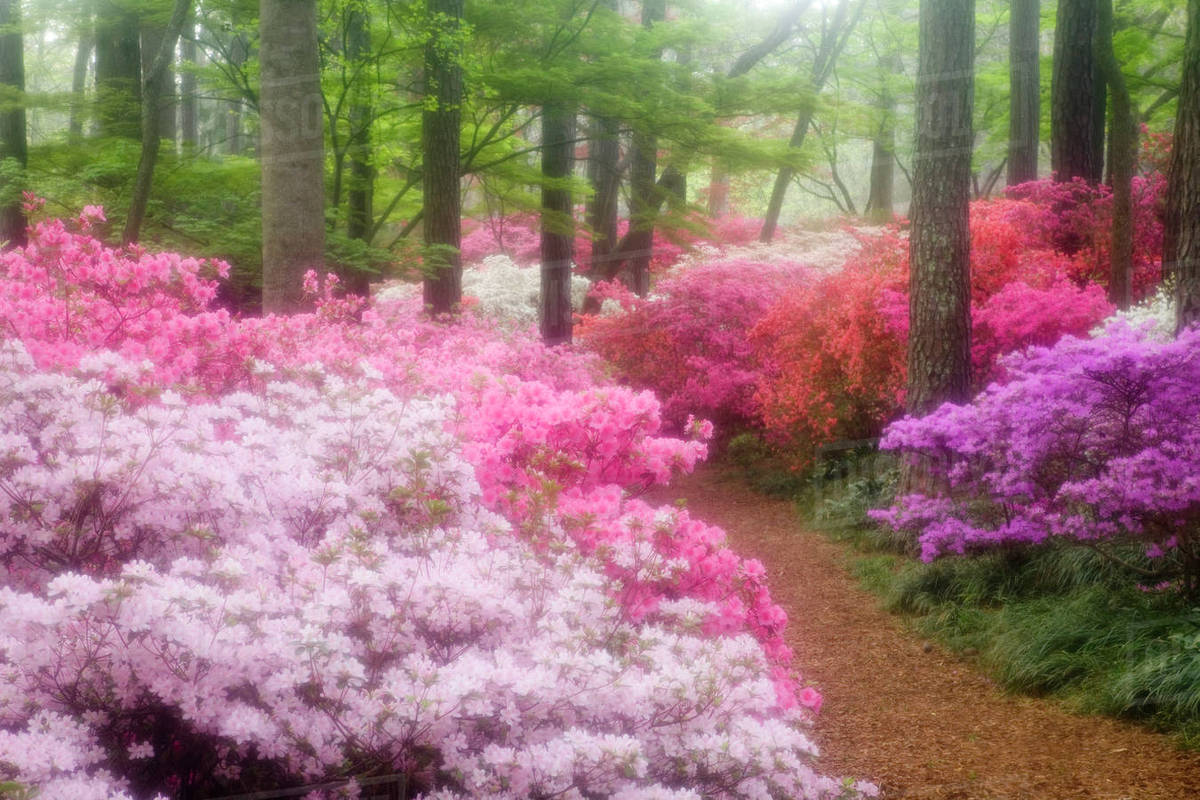 USA; Pine Mountain. Azaleas at Callaway Gardens in the spring