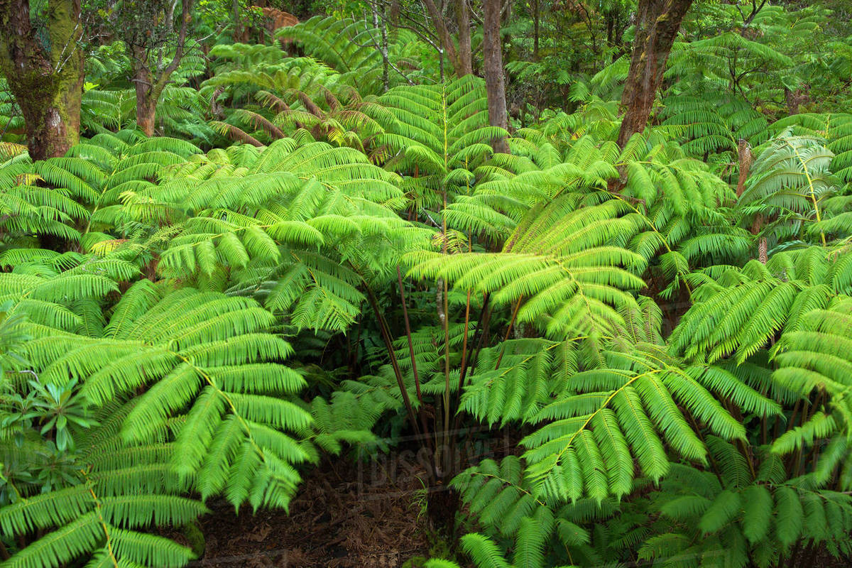 Forest of Tree ferns, Cibotium glaucum, Volcano, Hawaii Stock Photo