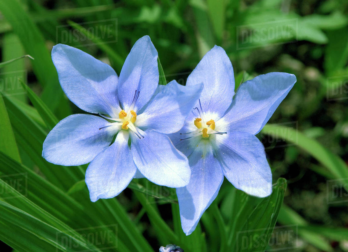 USA, Kansas. Blue Wild Flowers Stock Photo Dissolve