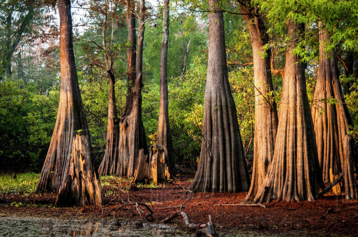 USA, Louisiana, Atchafalaya Basin, Pierce Lake at sunrise, bald cypress