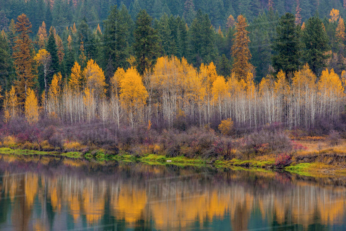 Autumn aspens reflect into the Pend Oreille river near Ione, Washington
