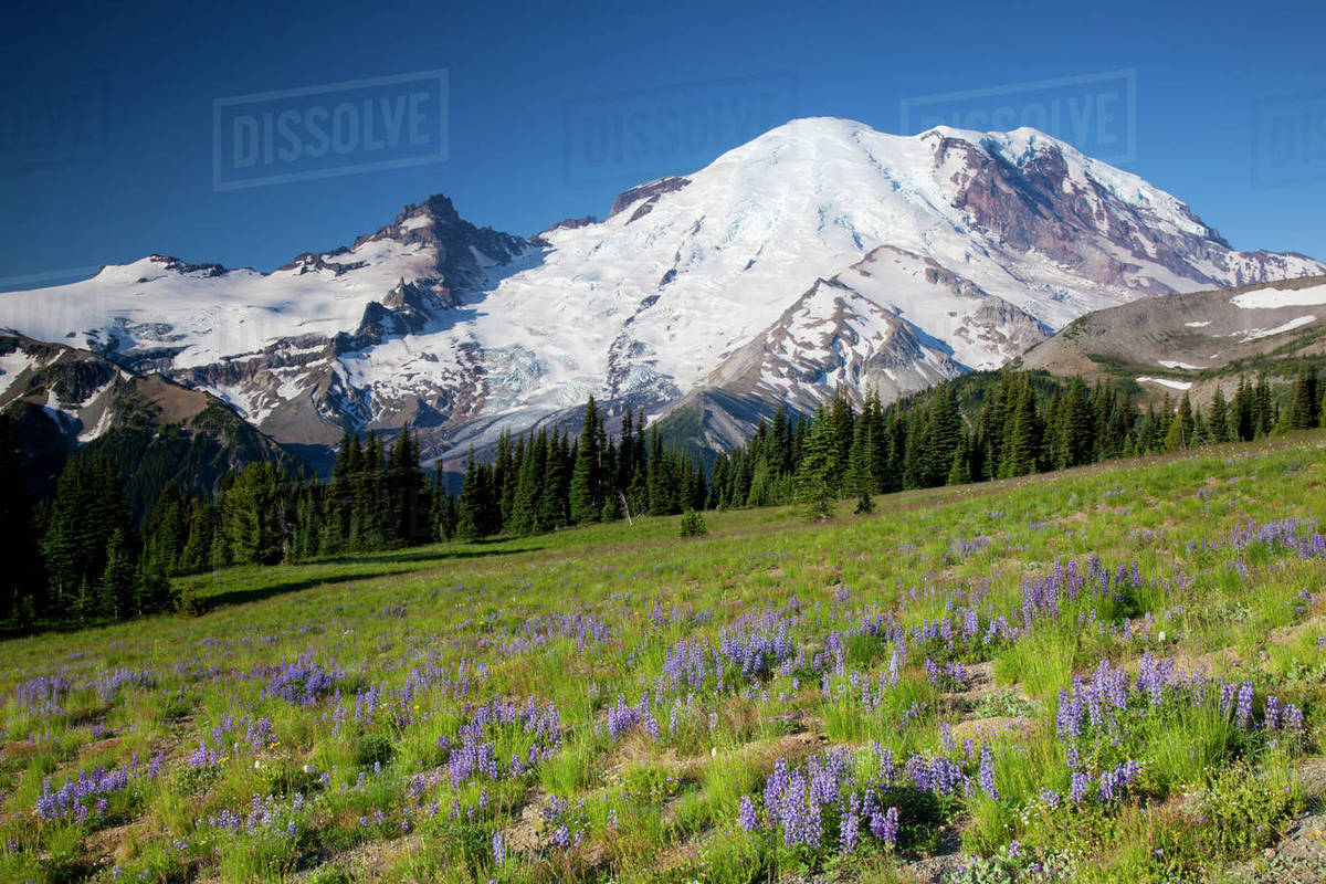 WA, Mount Rainier National Park, Mount Rainier and Little Tahoma, with wildflower meadow and Steamboat Prow formation, view from Sunrise area Rights-managed stock photo