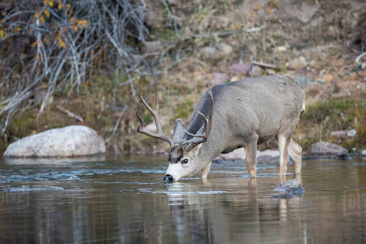 USA, Wyoming, Sublette County, Mule Deer buck drinking water from river