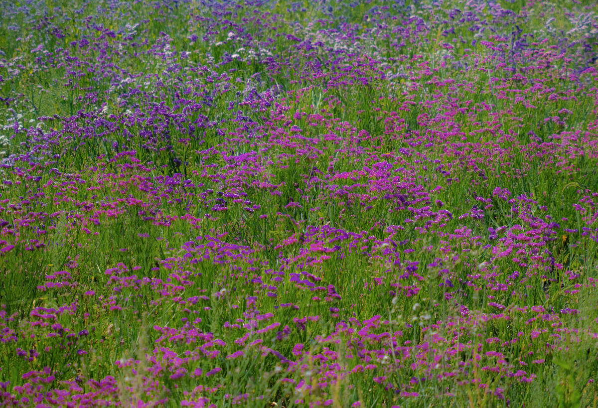 USA, Washington State, Carnation Valley and field of Everlasting