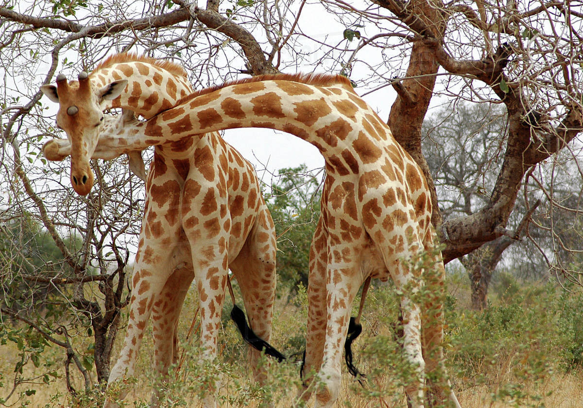 Niger, Koure, Giraffes fighting in the bushes in the west african savanna Royalty-free stock photo