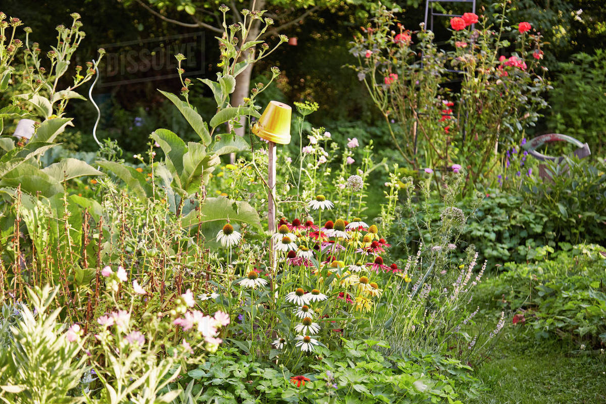 Echinacea Flowers In Herb Garden D25 128 704 Echinacea Flowers In Herb Garden D25 128 704