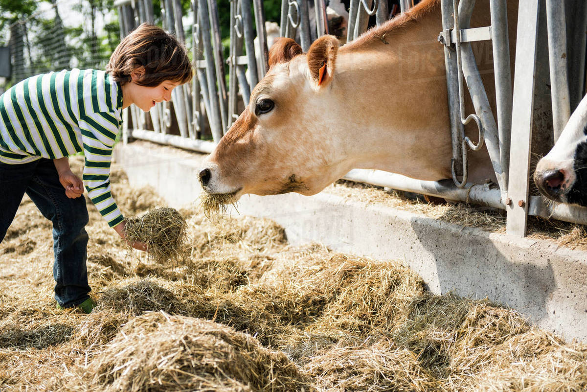 Boy feeding cow on organic dairy farm Stock Photo Dissolve