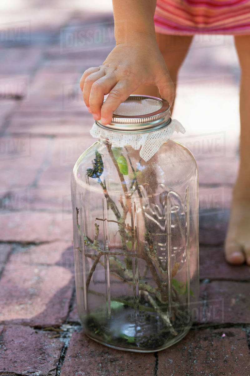 Cropped shot of girl's hand fastening caterpillar jar in garden Stock Photo Dissolve