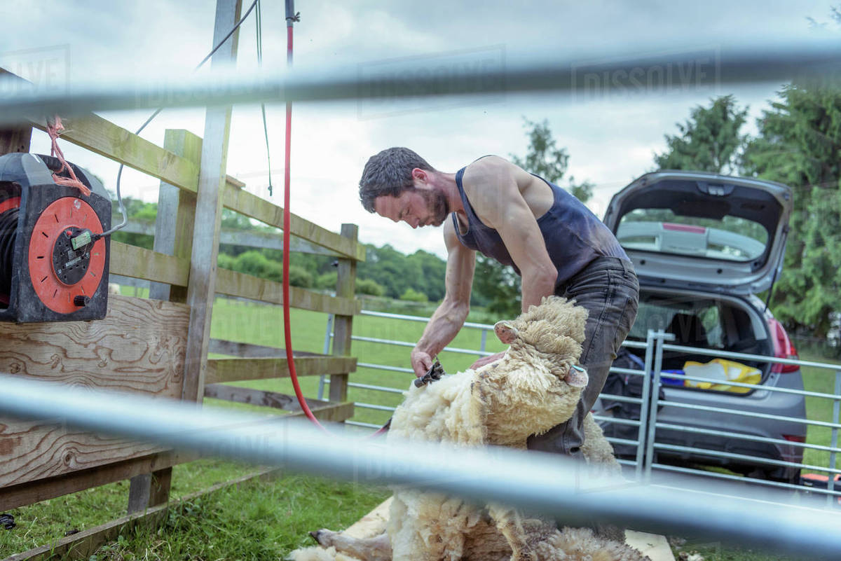 Sheep shearer shearing sheep in holding pen in field Stock Photo