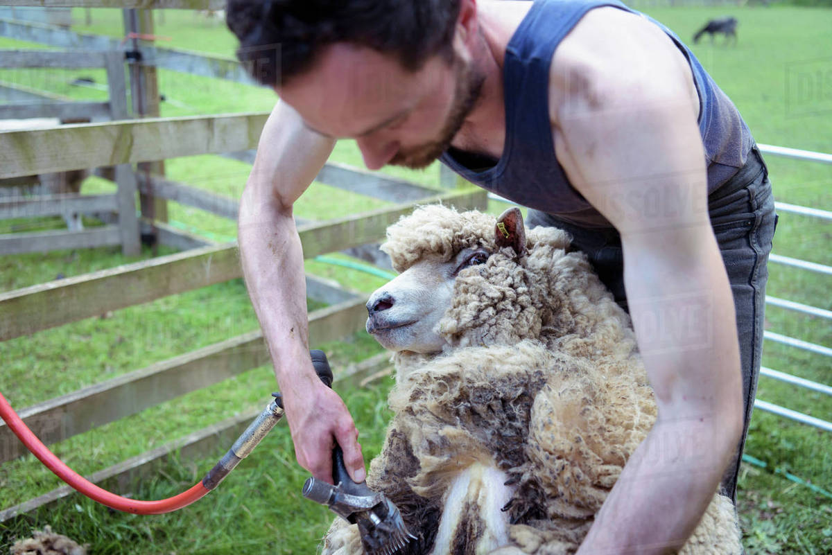 Sheep shearer shearing sheep in pen in field Stock Photo Dissolve